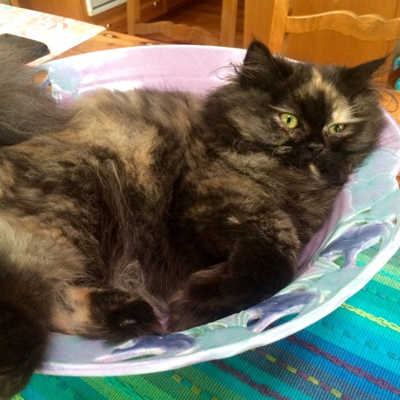 BOWL ME OVER WITH AN OFFER 😍🌺😍🌺😍🌺😍🌺😍!! - Picture 8 of 8